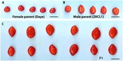 An ultra-dense linkage map identified quantitative trait loci corresponding to fruit quality- and size-related traits in red goji berry